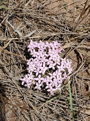 Houstonia rubra