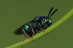 Perilampidae