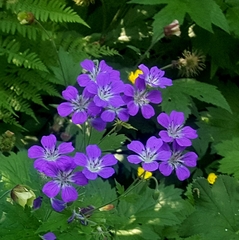 Geranium sylvaticum