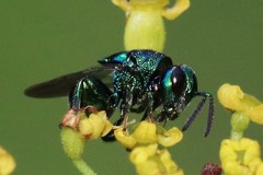 Perilampidae