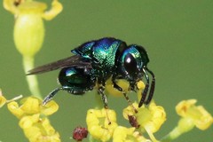 Perilampidae