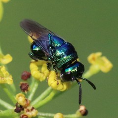 Perilampidae