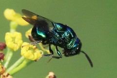 Perilampidae