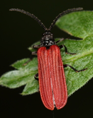 Pyropterus nigroruber