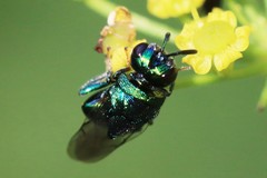 Perilampidae