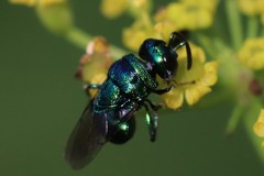 Perilampidae
