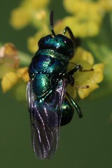Perilampidae