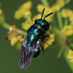 Perilampidae