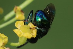Perilampidae