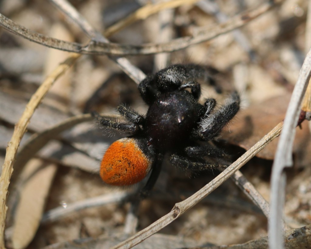 Phidippus texanus from Ward County, TX, USA on June 24, 2017 at 12:54 ...