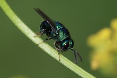 Perilampidae