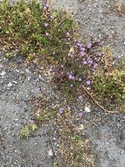 Limonium duriusculum