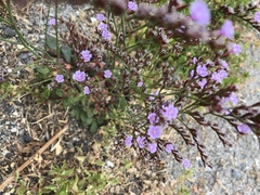 Limonium duriusculum