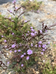 Limonium duriusculum