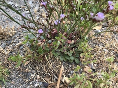 Limonium duriusculum