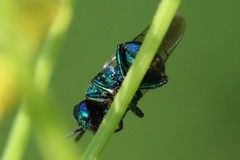 Perilampidae