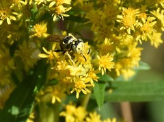 Philanthus crabroniformis
