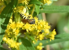 Philanthus crabroniformis