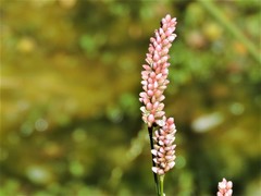 Persicaria maculosa