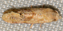 Platphalonidia felix