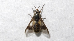 Chrysops sackeni