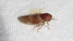 Oncopsis sobria