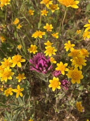 Castilleja exserta exserta