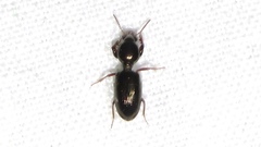 Dyschirius