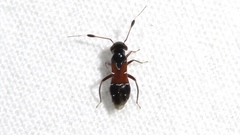 Pilophorus