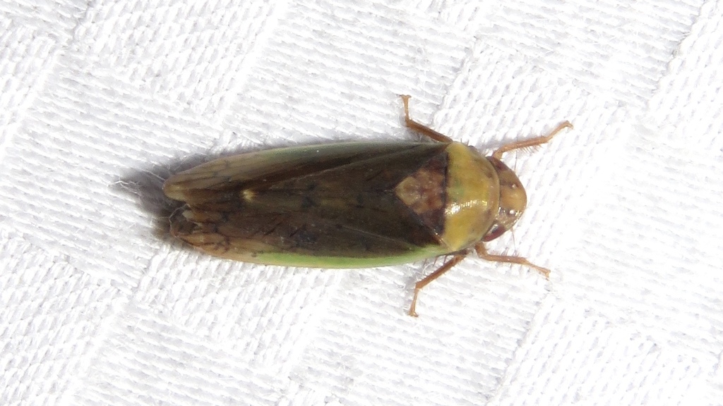 Ponana limbatipennis