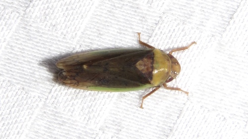 Ponana limbatipennis