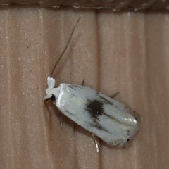 Opostegidae