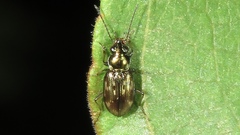 Bembidion versutum