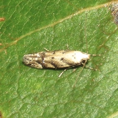 Coleotechnites coniferella