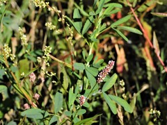 Persicaria maculosa