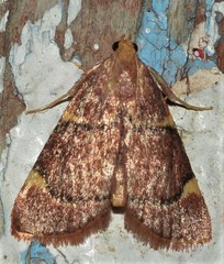 Hypsopygia thymetusalis