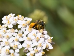 Melissodes microstictus