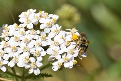 Melissodes microstictus