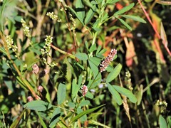 Persicaria maculosa