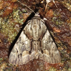 Catocala blandula