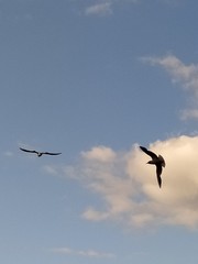 Chroicocephalus ridibundus