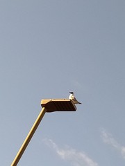 Chroicocephalus ridibundus