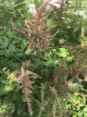 Astilbe × arendsii