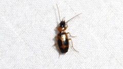 Badister neopulchellus