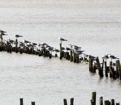 Leucophaeus atricilla