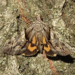 Catocala blandula