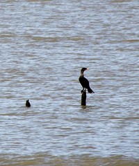 Nannopterum brasilianum