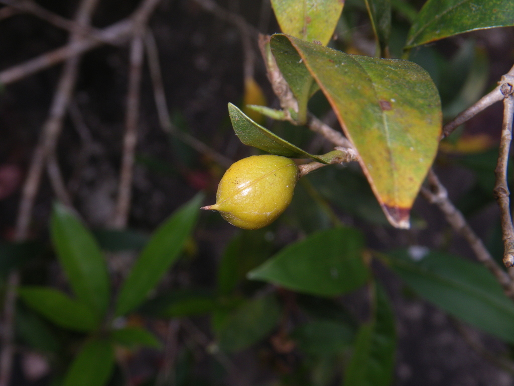 Pittosporum kerrii (Pittosporum kerrii)