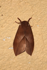 Automeris belti