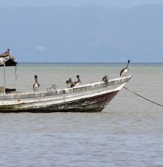 Pelecanus occidentalis